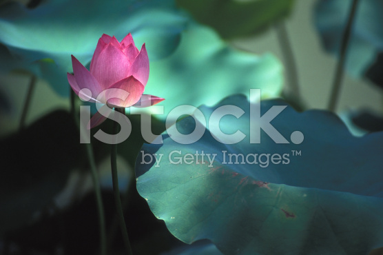 stock-photo-5813853-lotus-illuminated-by-sunlight - South Bay Marriage ...